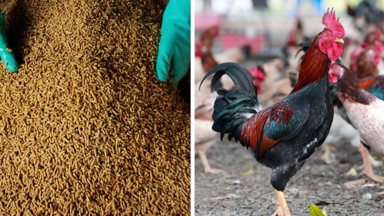 Mix medicine with food to treat chicken diseases | Ba V&igrave; Happy Farm