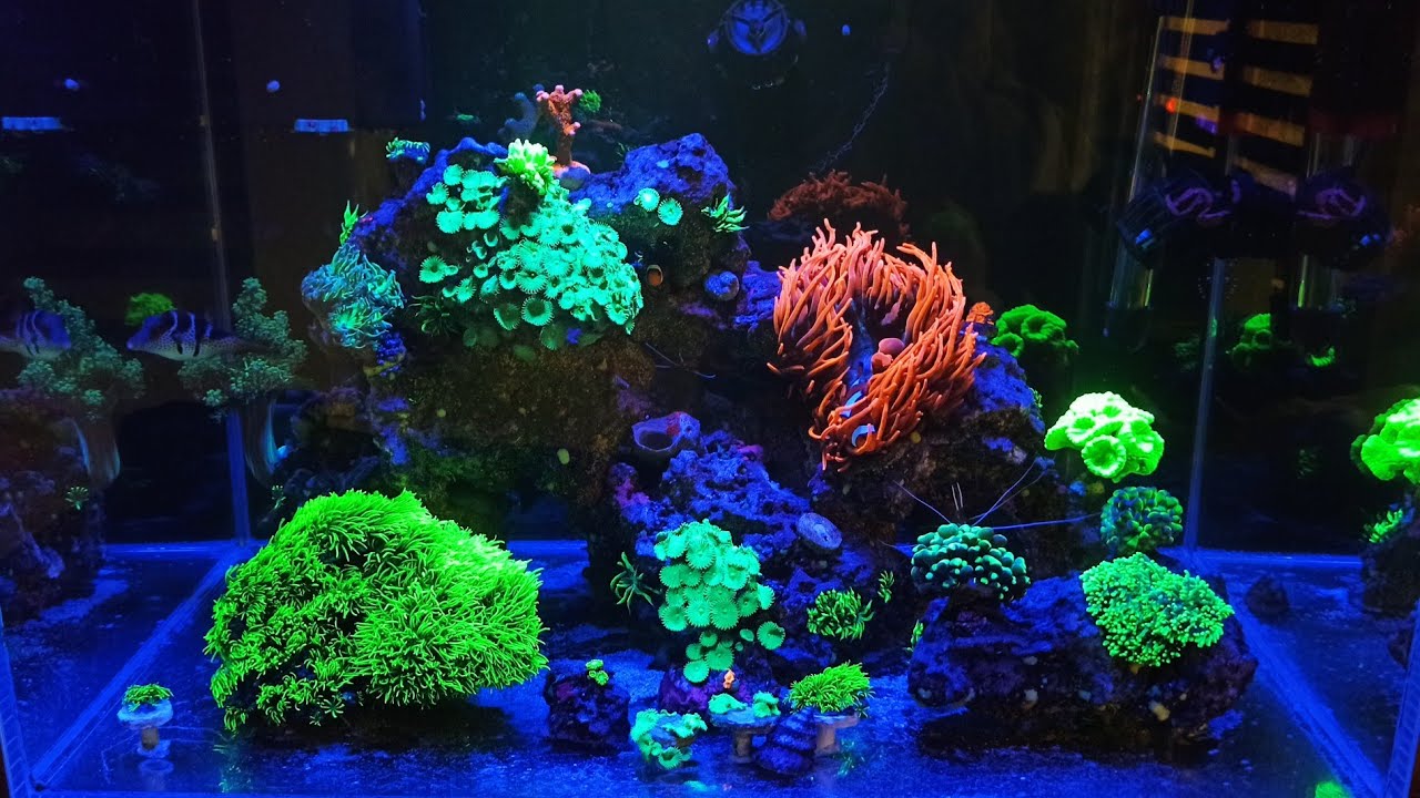 Akwarium morskie bez sumpa      saltwater aquarium without sump