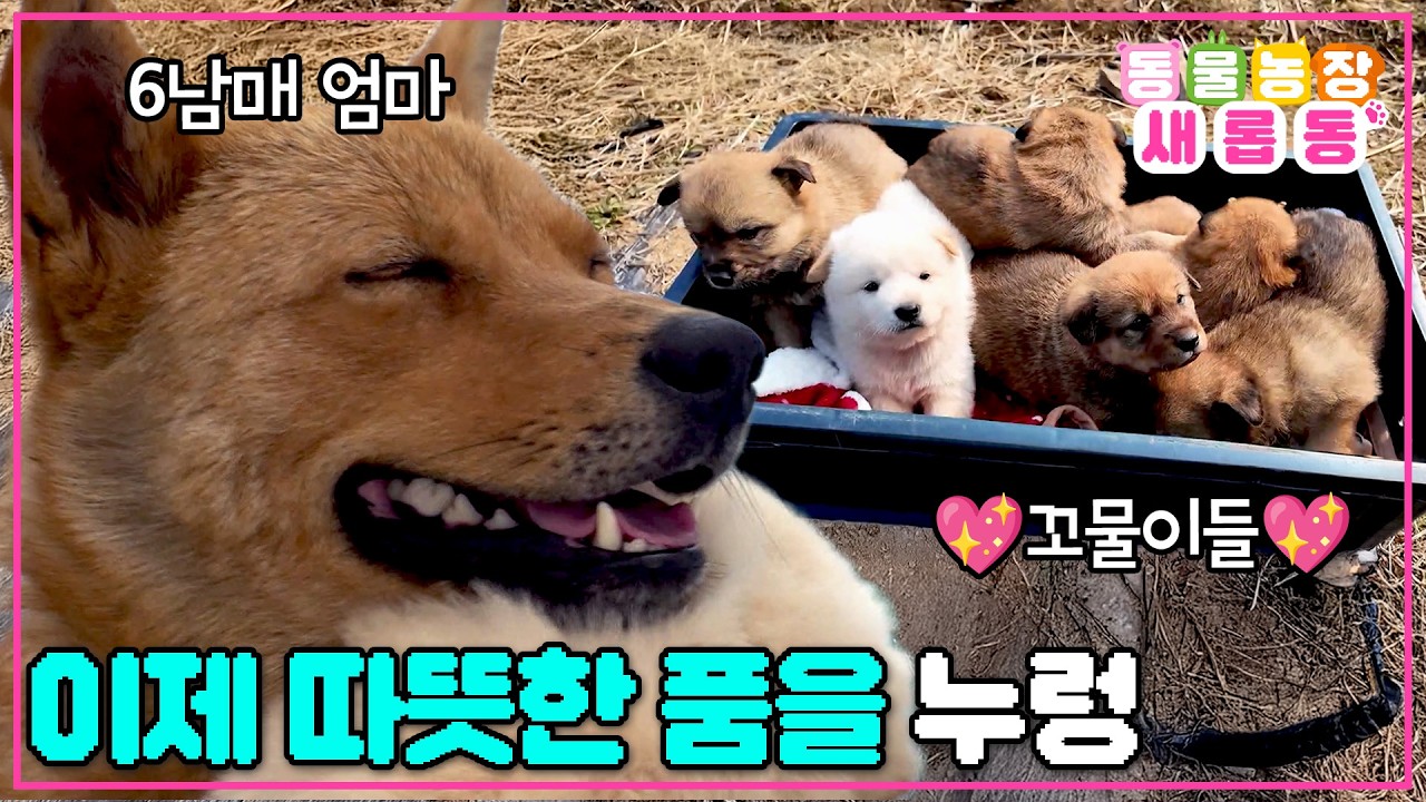 [#새롭동물농장] 길바닥 생활은 이제 그만! 6남매와 엄마 누렁이의 새로운 삶 시작❤️&zwj;🔥/ EP.1267 #TV동물농장 #AnimalFarm #SBSstory