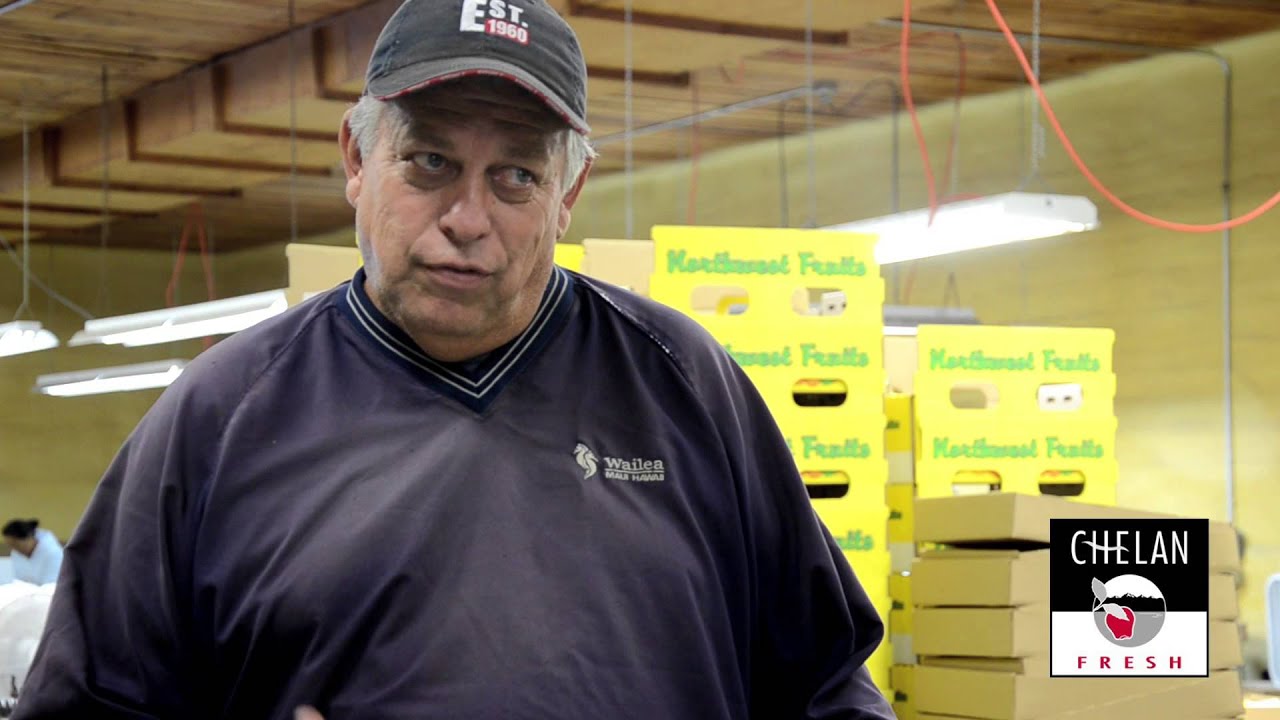 Asian Pears and how we pack them at Busy Bee Orchards