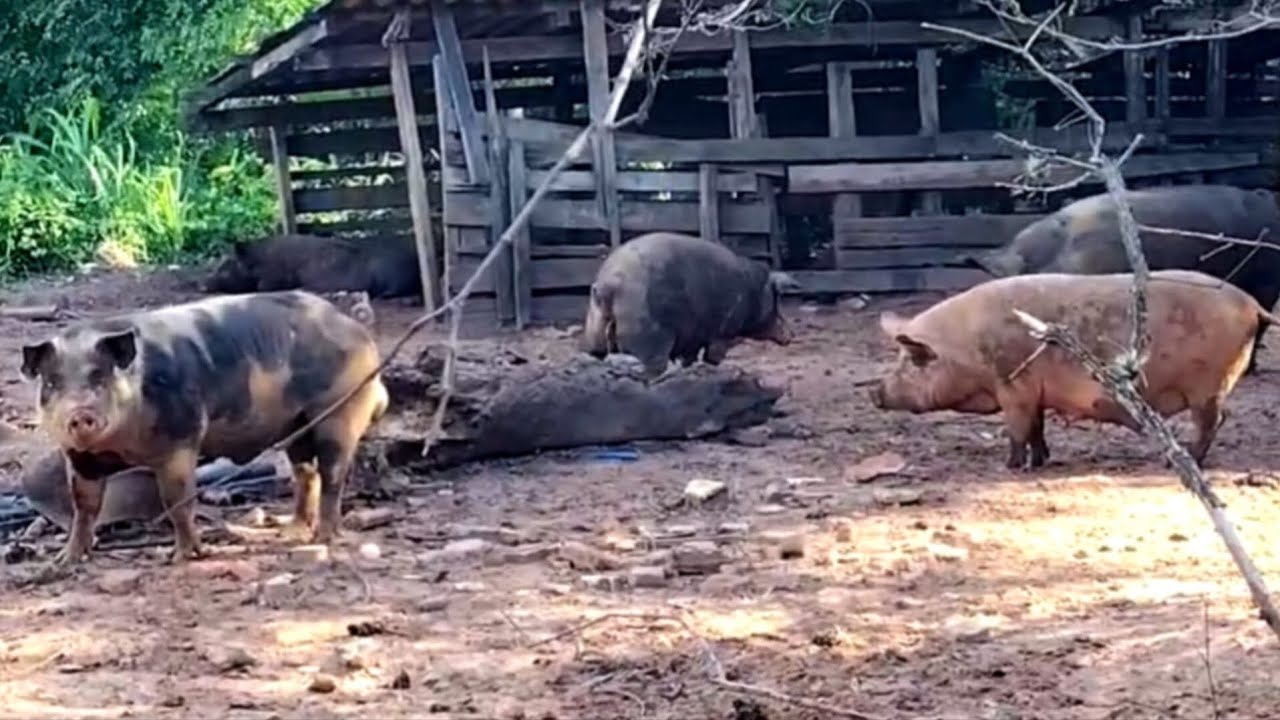 ESSE SISTEMA DE CRIAÇÃO DE PORCO É BEM RAIZ #vidanaroça #sitio #agriculturafamiliar
