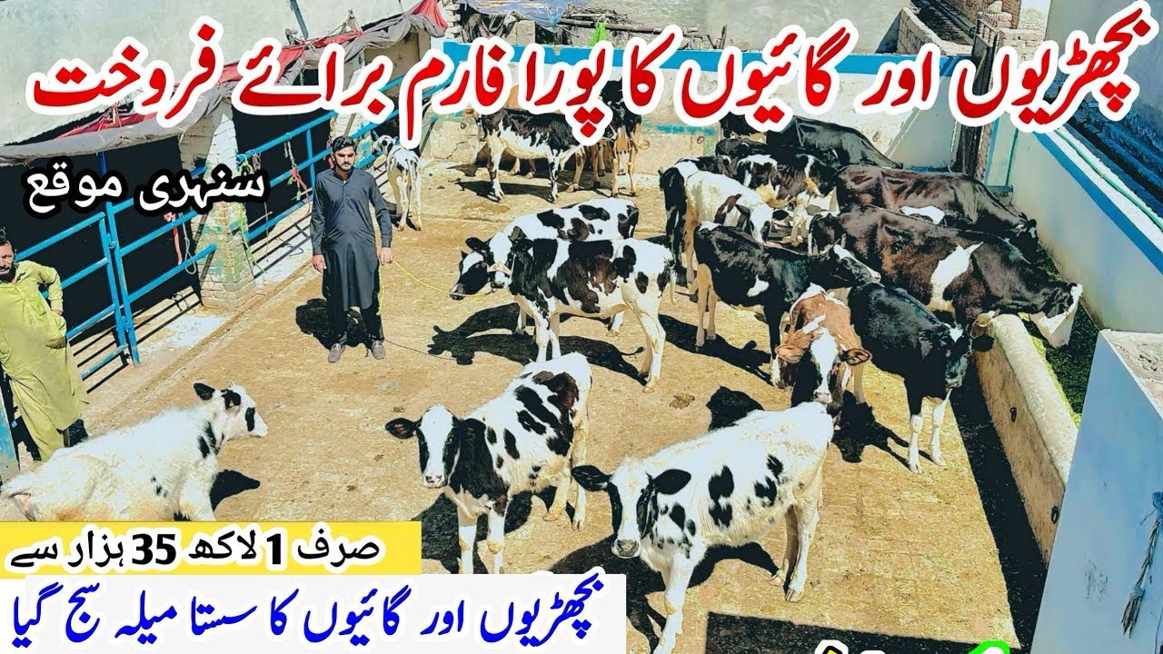 Hiefers For Sale | Hf Hiefers | jersey Hiefers For Sale In Punjab | PK Dairy Farm live Update 2025