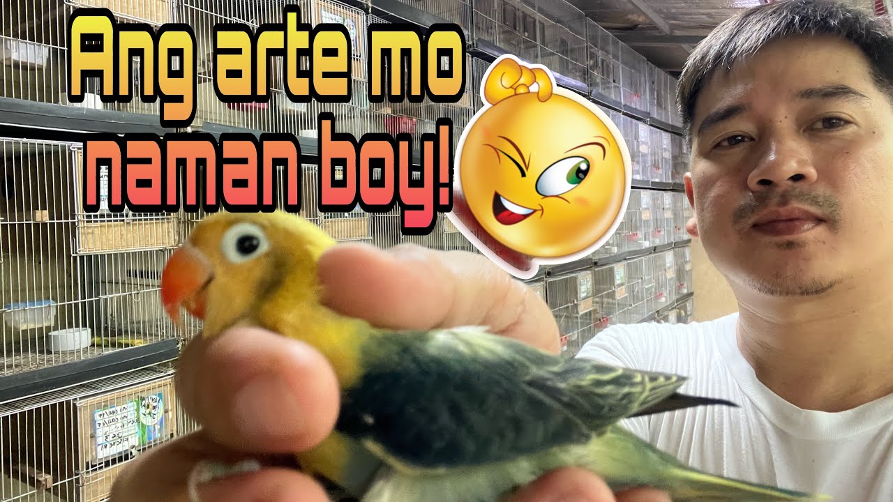 Opa Aqua b1/dun na maselan sa partner.