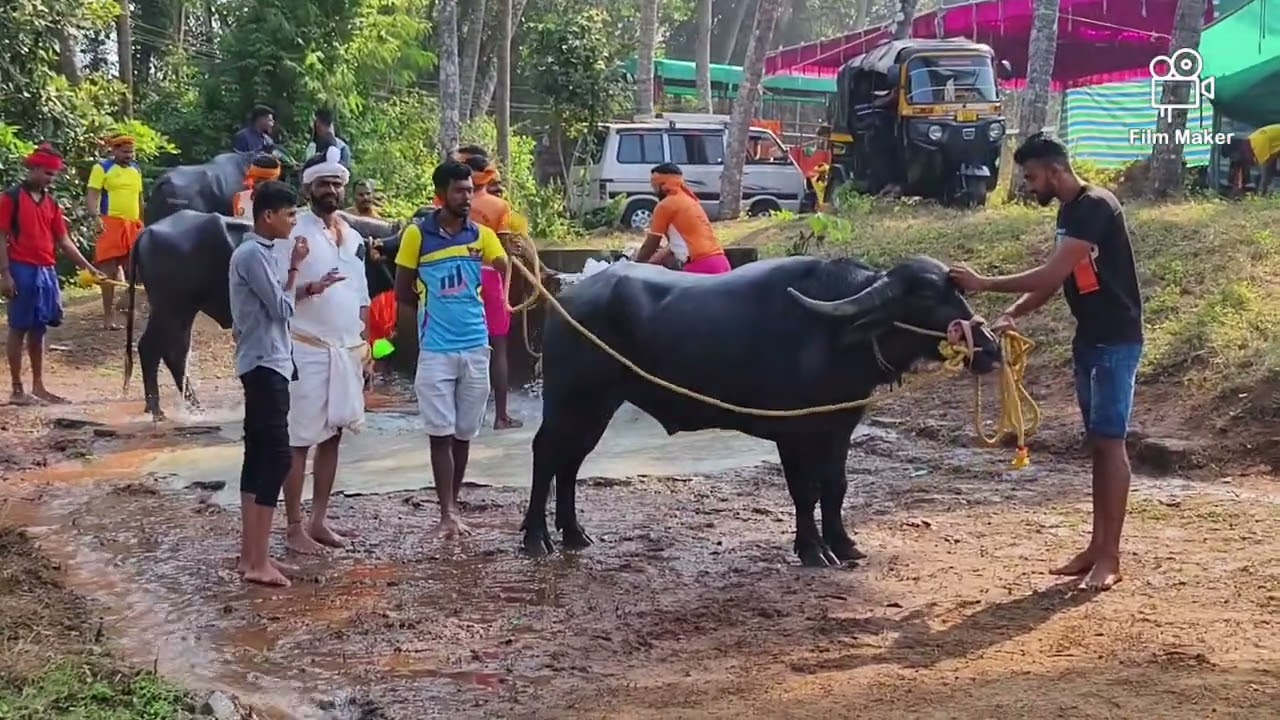 Mulki Seeme Arasu Kambala Morning Highlights