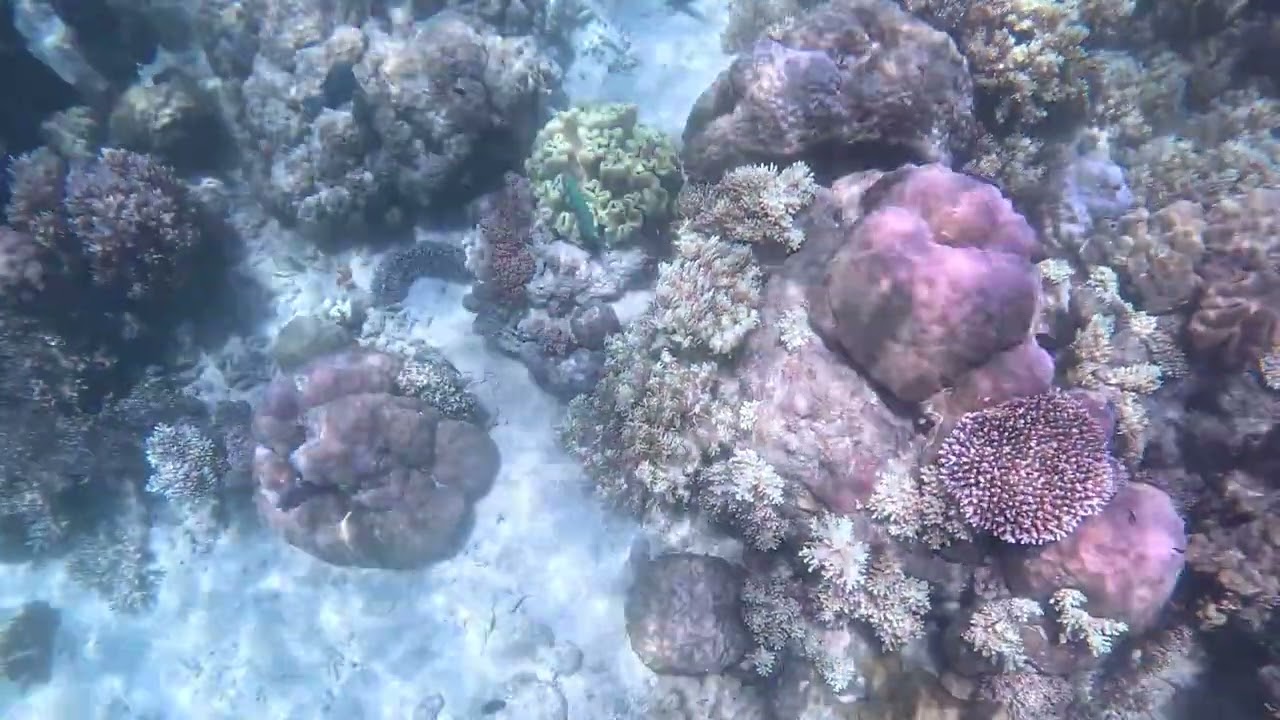 Great Barrier Reef - Rough Cut