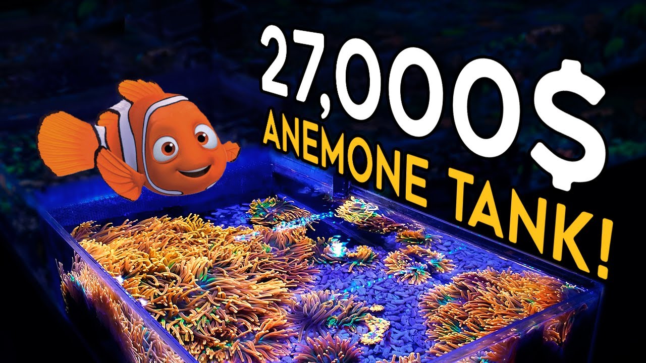 Anemone Aquarium - The Sunburst Bubble Tip