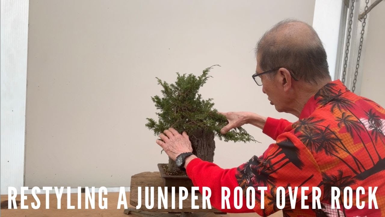 Restyling A Juniper Root Over Rock