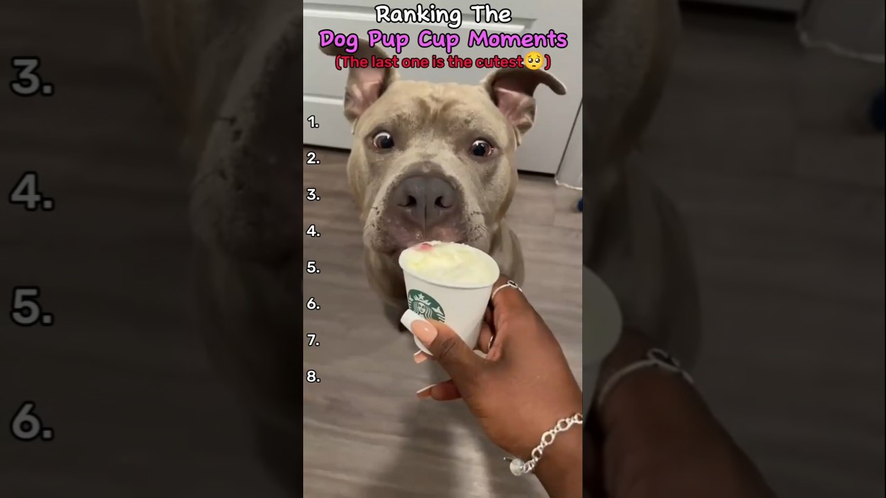 Ranking The Dog Pup Cup Moments! 🍦🐶