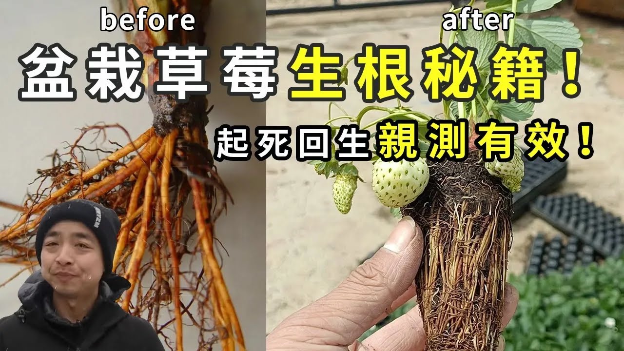 盆栽草莓生根秘籍！沤根、烂根，肥害的草莓苗这么做就对了！教你0成本救活草莓苗，新年红红火火！|Strawberry in pots|イチゴの鉢植え【手艺人飞羽】