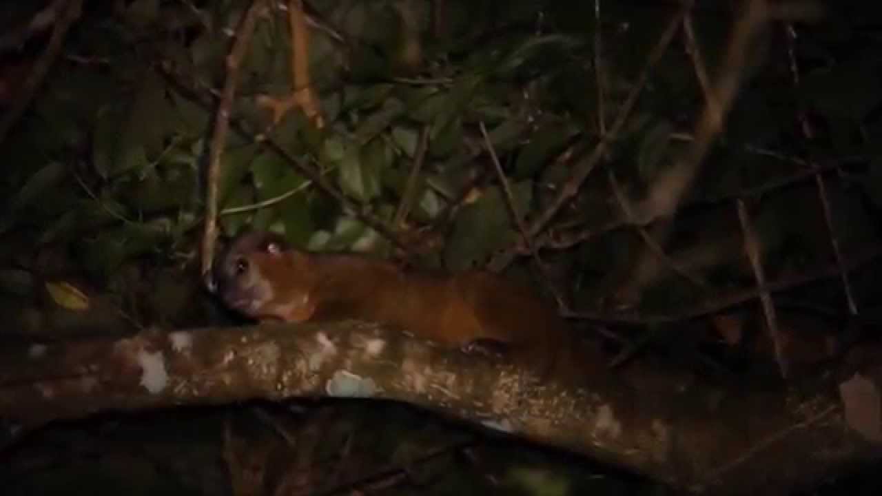 Night Tour Mistico Arenal Hanging Bridges