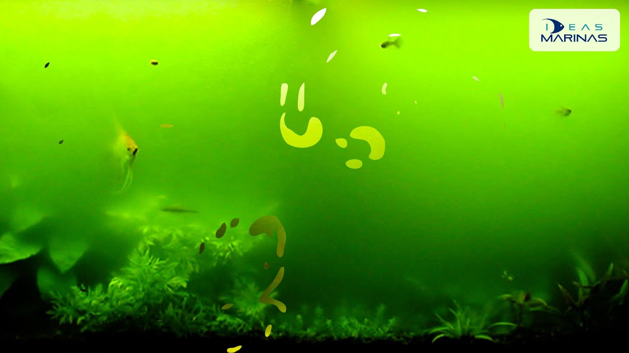 Cápsula #8 - ¿Por qué el agua de mi acuario se pone verde?