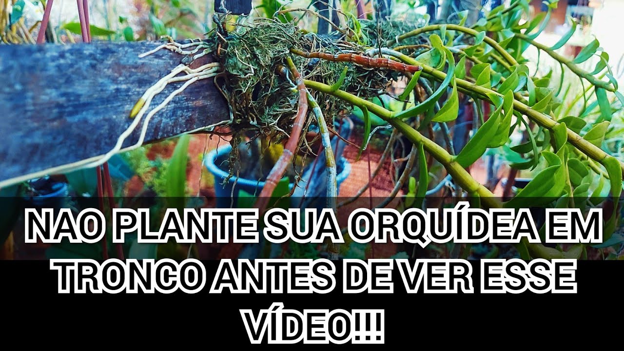 NÃO PLANTE QUALQUER ORQUÍDEA EM TRONCO!!!