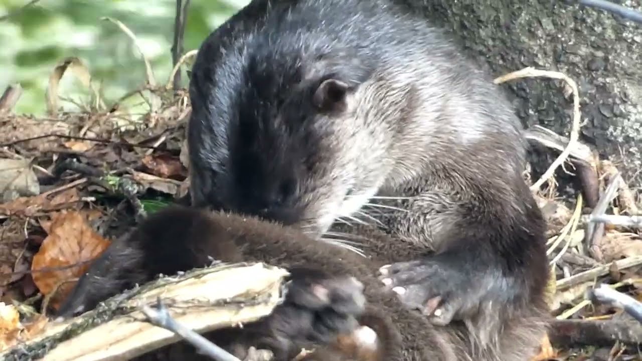Finbarr the otter grooms himself under a bridge