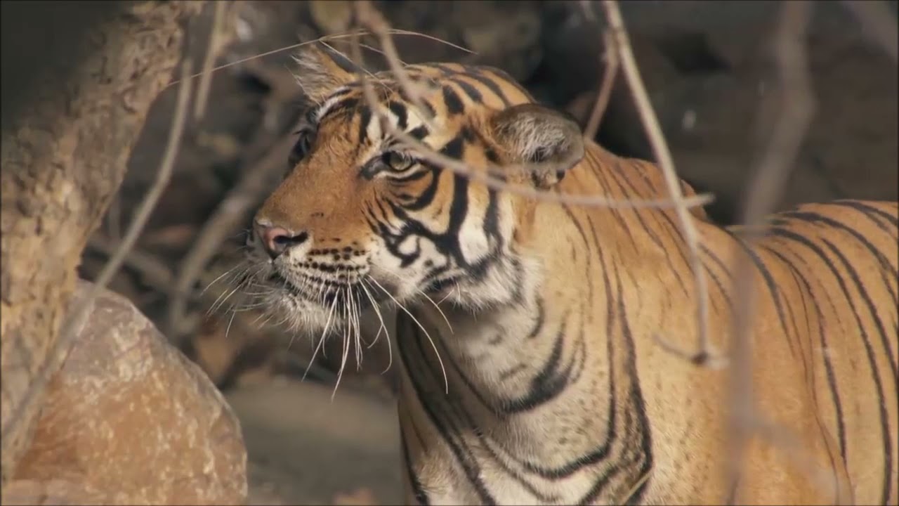 Tiger kills Sambar Deer