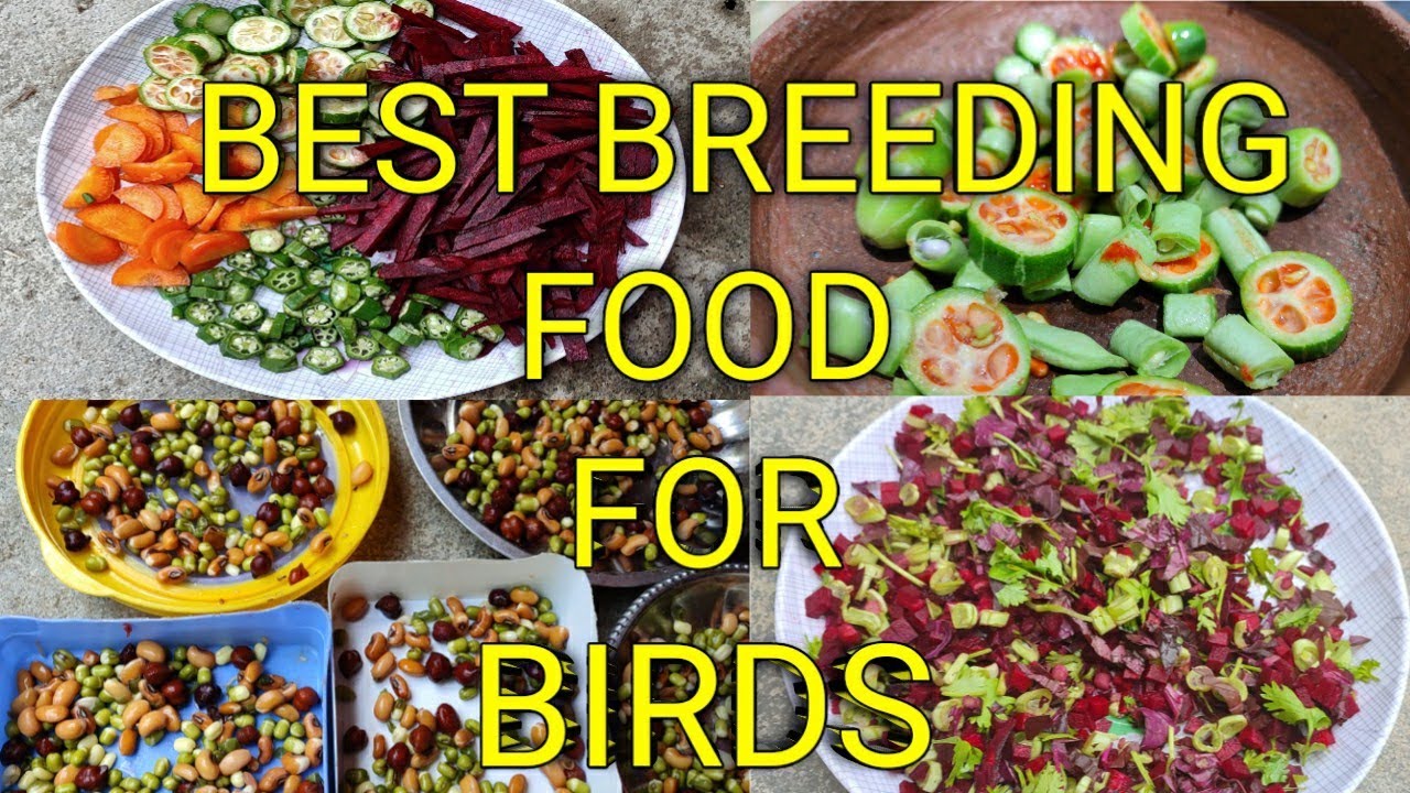 Best Breeding Food for Cockatiel, lovebirds, Africanlovebirds|V2BIRDS|#cockatiel #lovebirds
