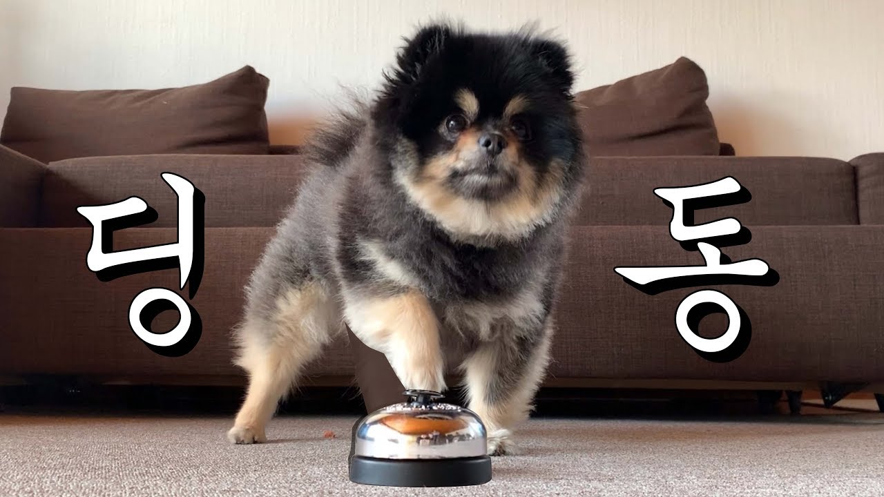 종치기 달견이 된 강아지 포메라니안 이렇게 똑똑하고 귀엽습니다 🐶🔔❤️