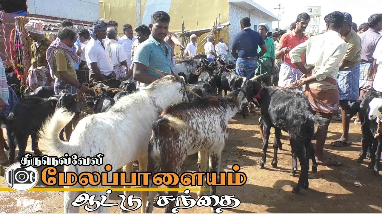 Melapalayam attu santhai | மேலப்பாளையம் ஆட்டு சந்தை