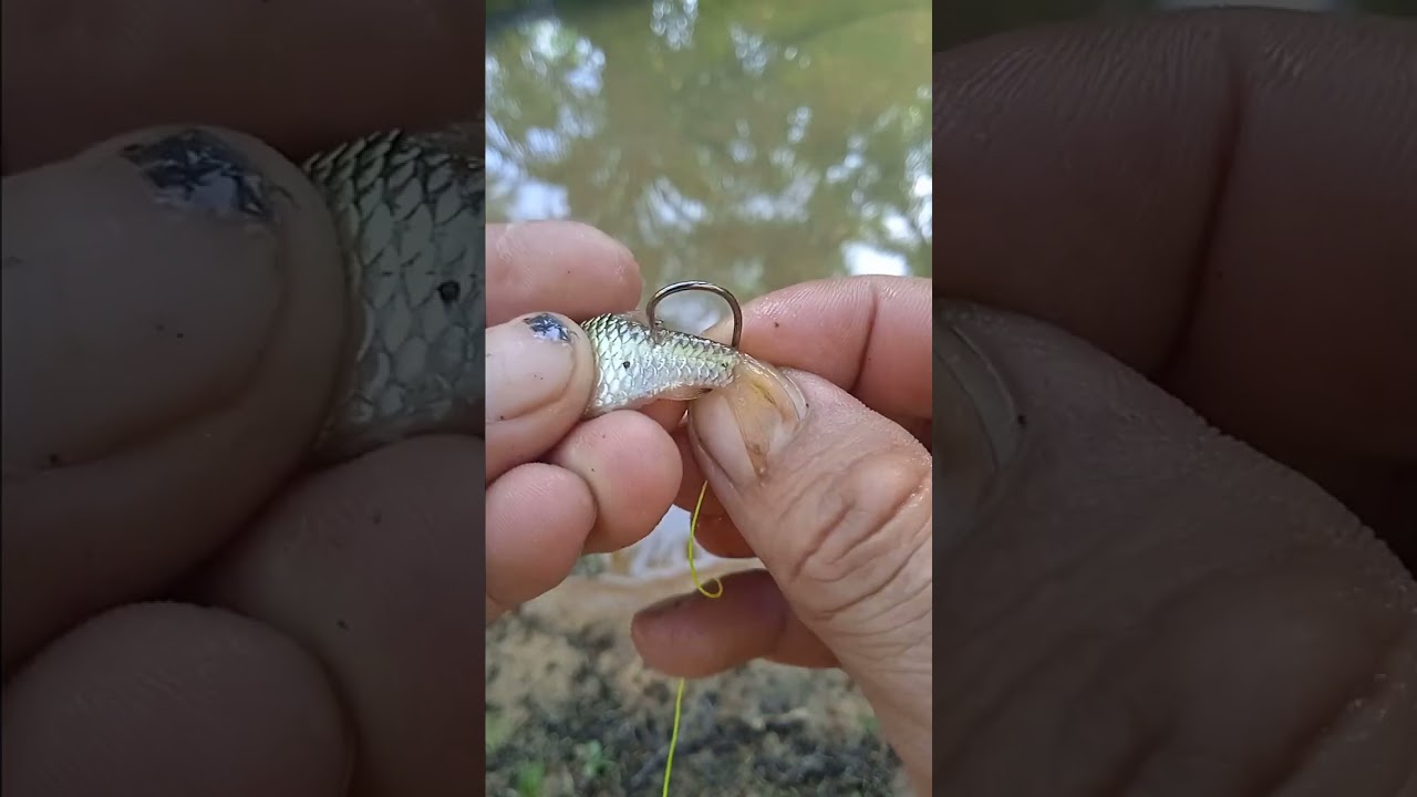 cara pasang umpan ikan untuk mancing ikan besar atau untuk najur gabus