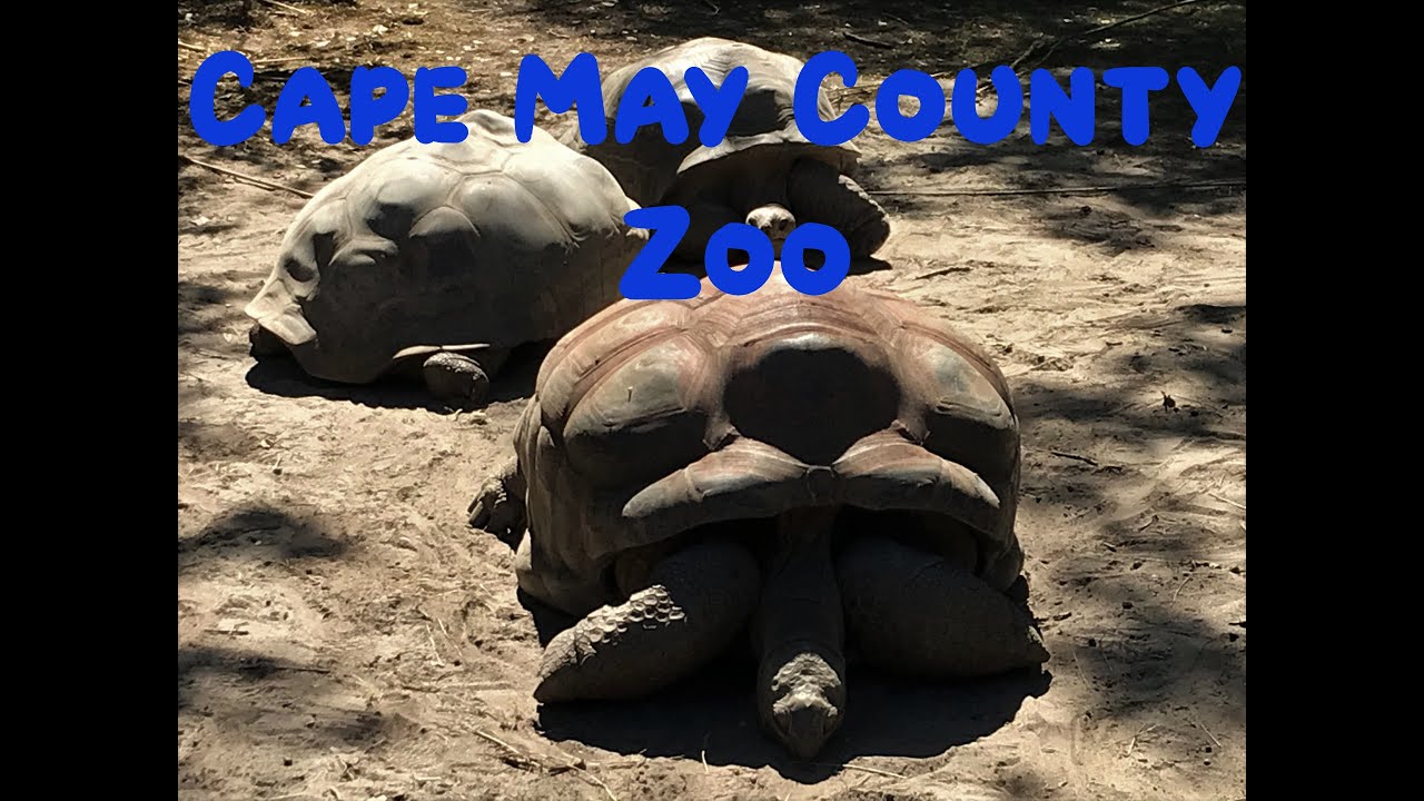 Cape May County Park Zoo, NJ, New Jersey, Reptile House, Snow Leopard,  Kangaroo, Bison, Zebras