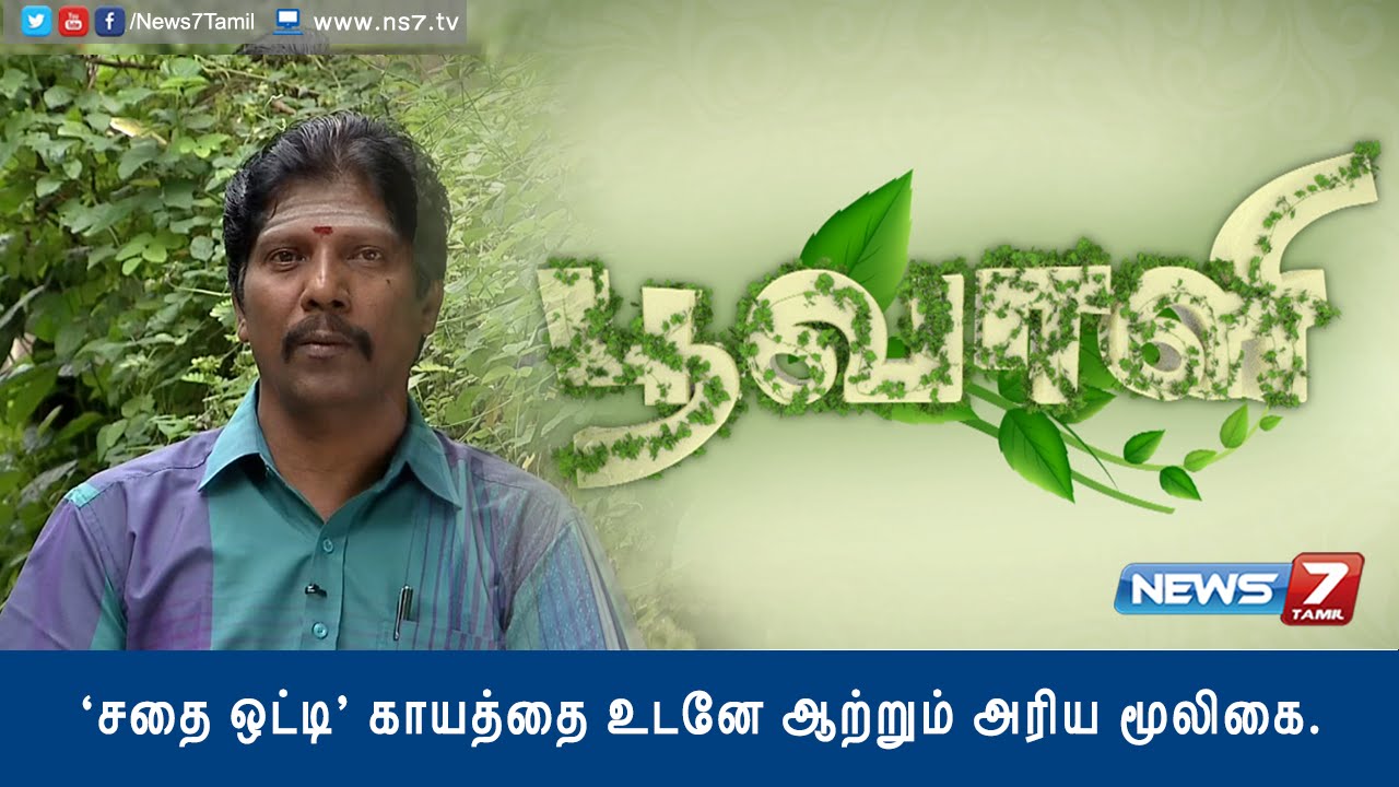 How to grow 'Sathai Otti' which cures injuries | Poovali | News7 Tamil |