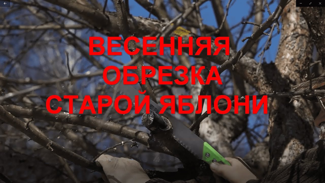 Весенняя обрезка старой яблони