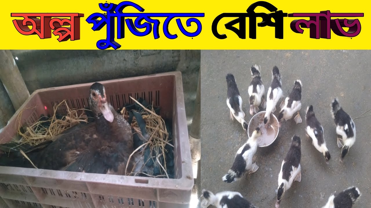 (চিনা হাঁস পালন পদ্ধতি ৭)অল্প পুঁজিতে বেশি লাভ Assam Farm 