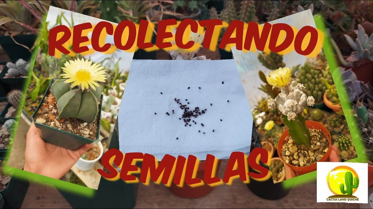 Limpieza y Recolección de semillas de Astrophytun // CACTUS LAND QUICHÉ