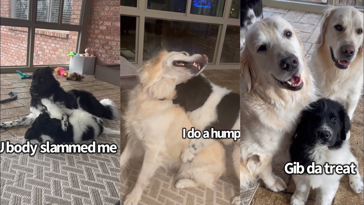 Dogs 1st Month With New Little Brother