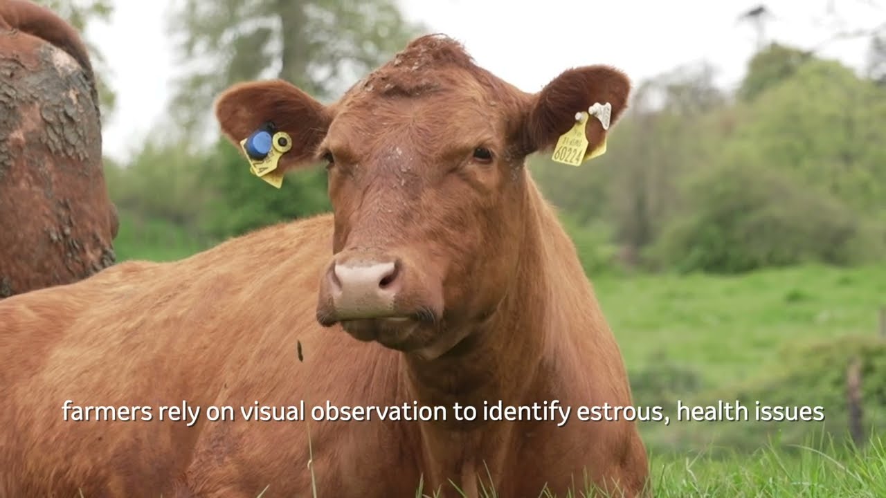 What is SenseHub™ Cow Calf?