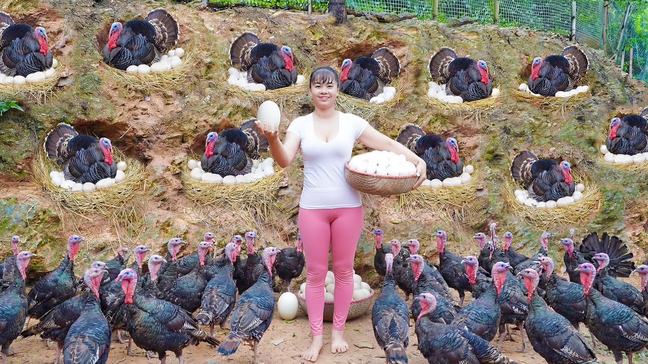 Build Many Nest For Turkeys To Lay Eggs - Harvesting 100+ Turkey Eggs Goes To Market Sell