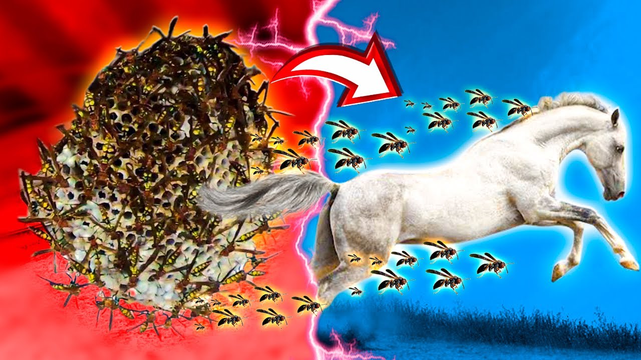 MARIMBONDO e CAVALO ... não dá certo !!!