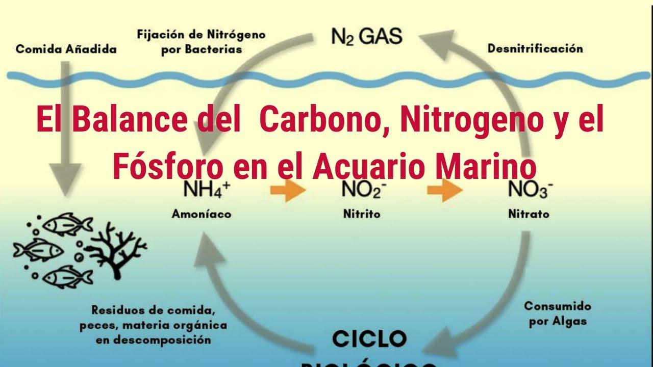 La importancia  del Carbono, Nitrógeno y Fósforo en el  Acuario Marino