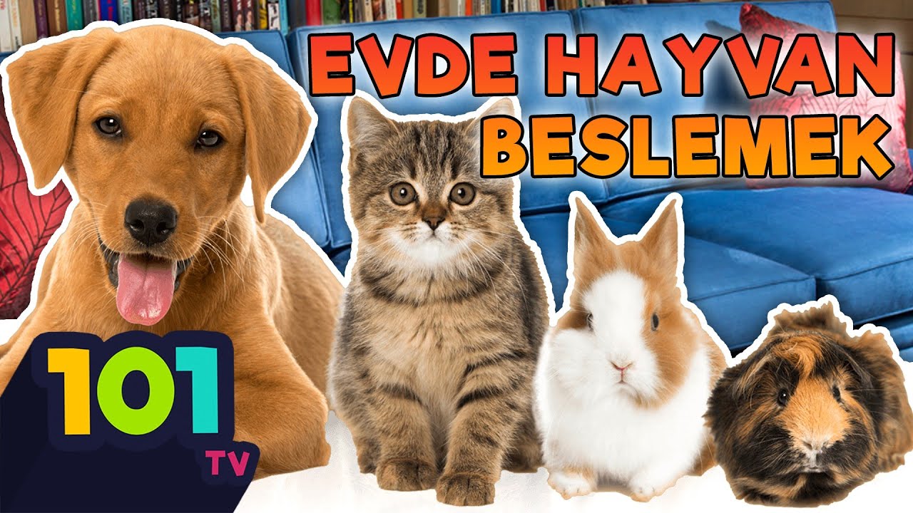 Evde Kedi ve Köpek Beslenir Mi? Hayvan Bilimi | Sağlık 101