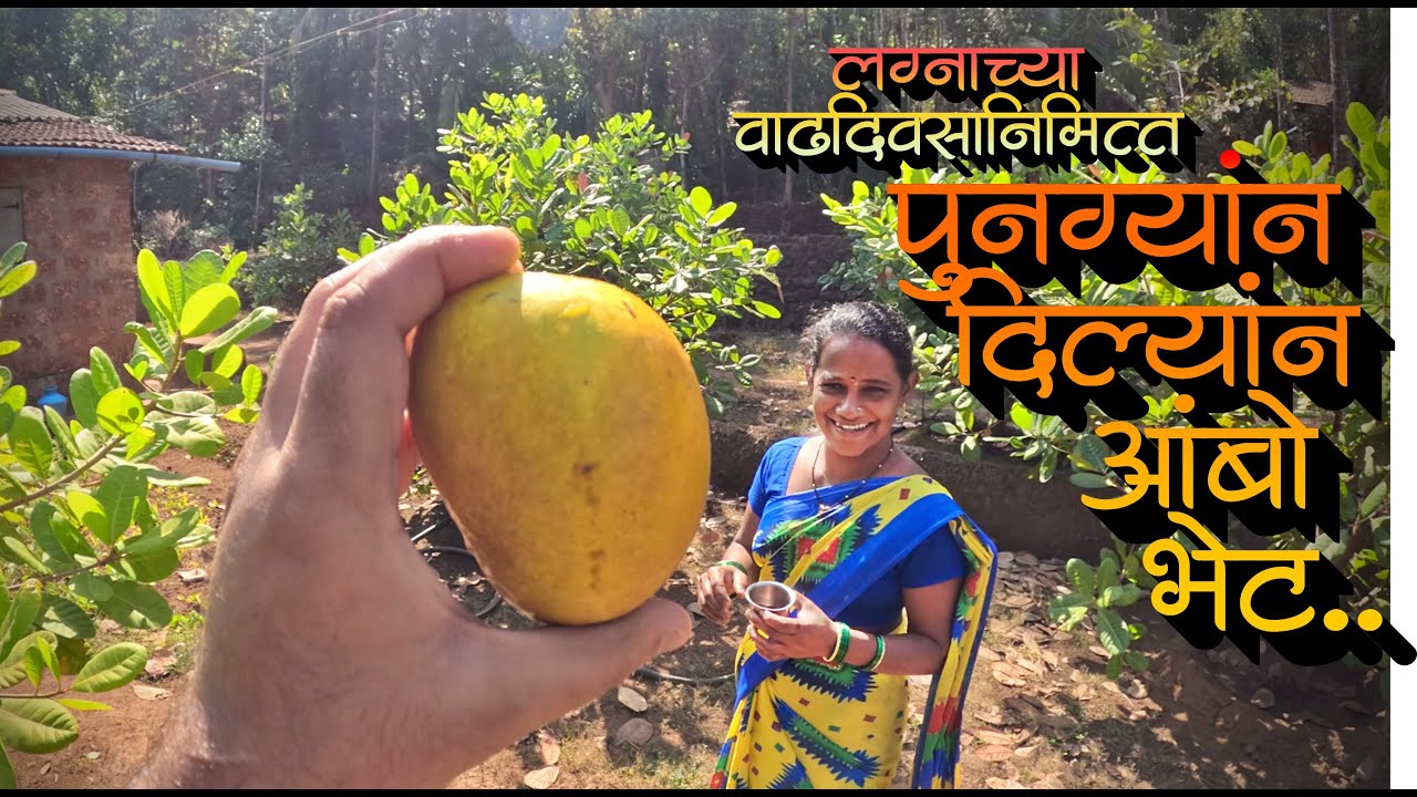 लग्नाच्या वाढदिवसानिमित्त पुनग्यान विनूक दिल्यानं यंदाचो पहिलो आंबो भेट
