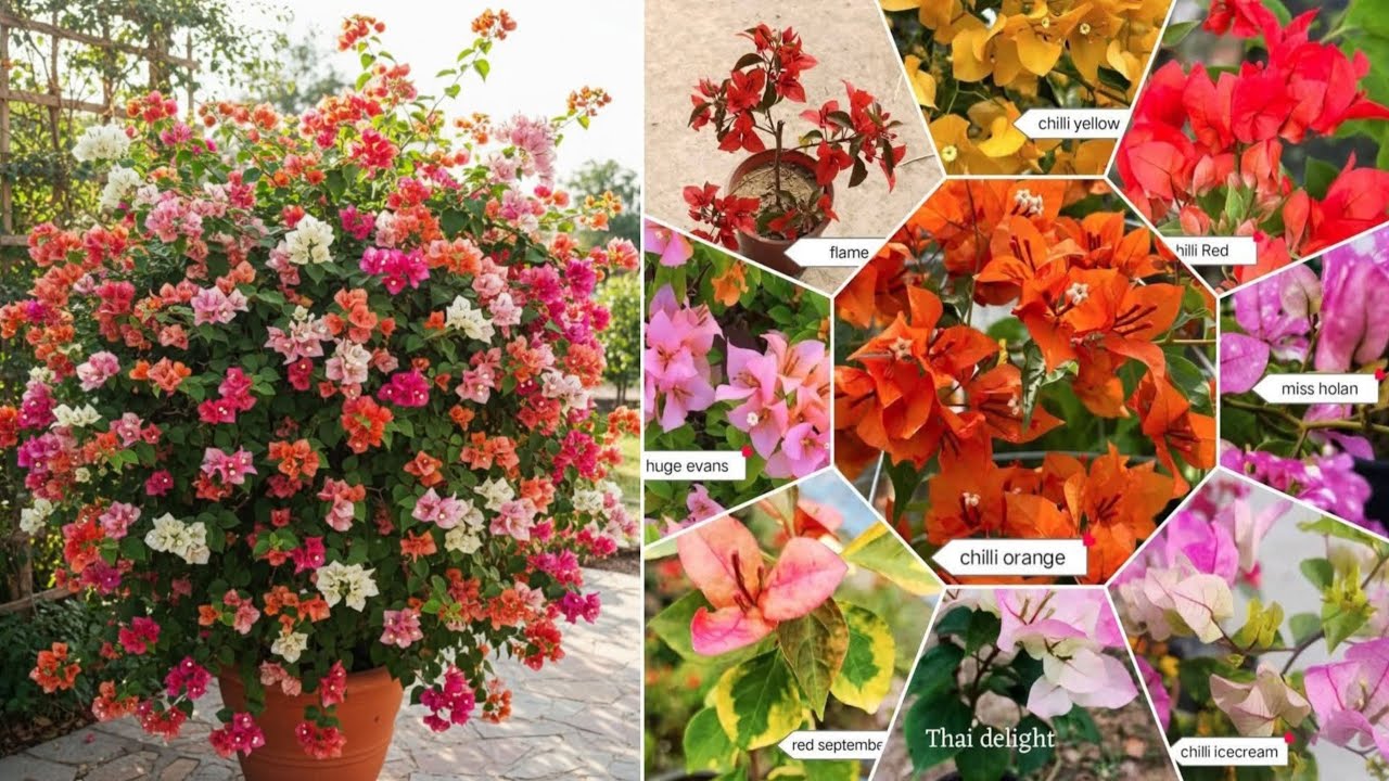 ₹ 99/- Only thai varieties Bougainvillea plant online sell Plant Nursery Kolkata 9874446688