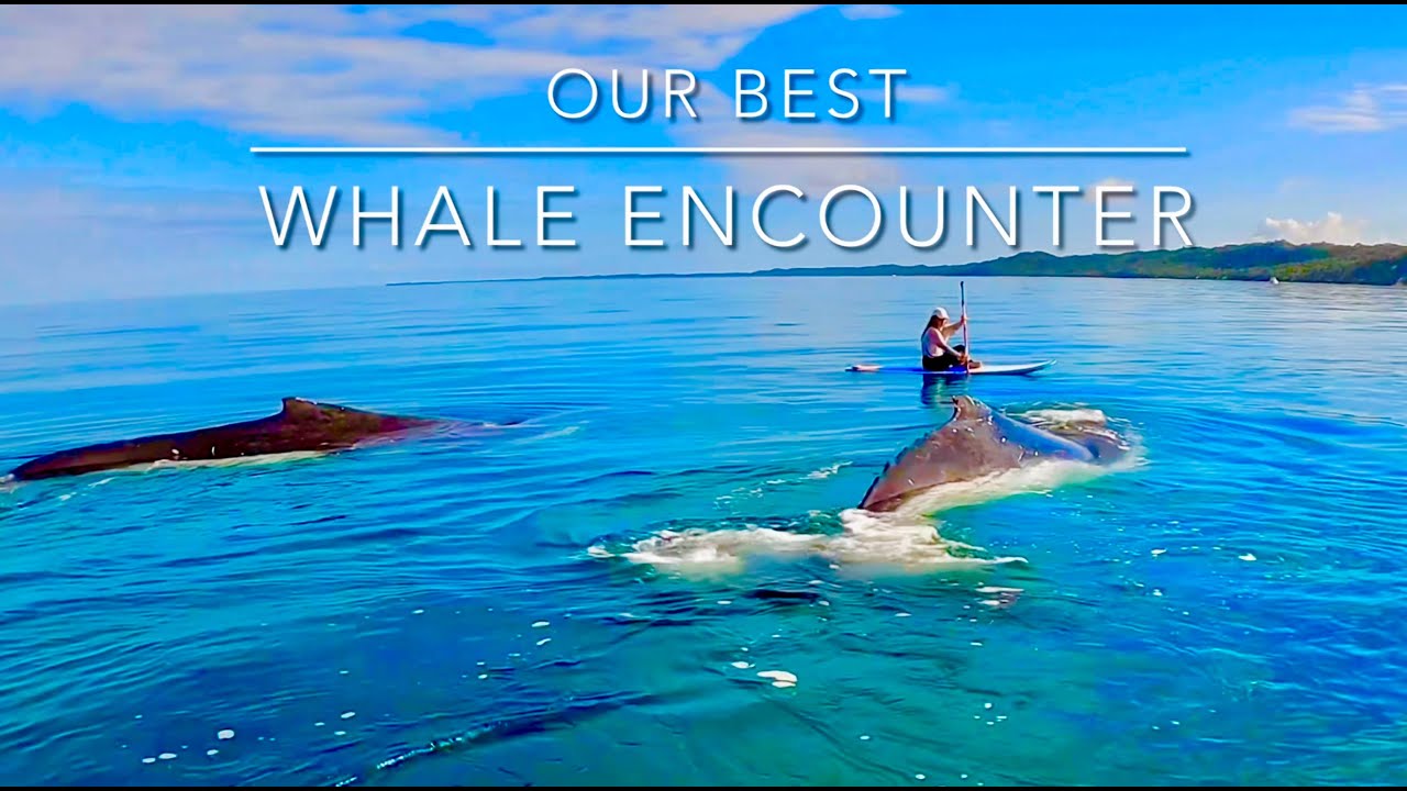 Best whale watching experience in Hervey Bay close encounters paddle boarding and underwater footage