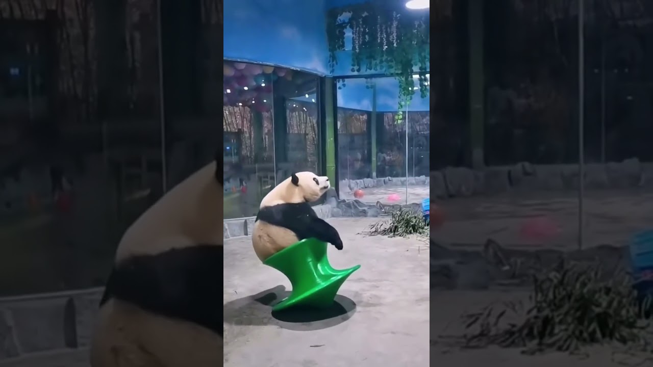 Clumsy panda rolling around 🤣🤣 #shorts #panda #funny #funnyanimals