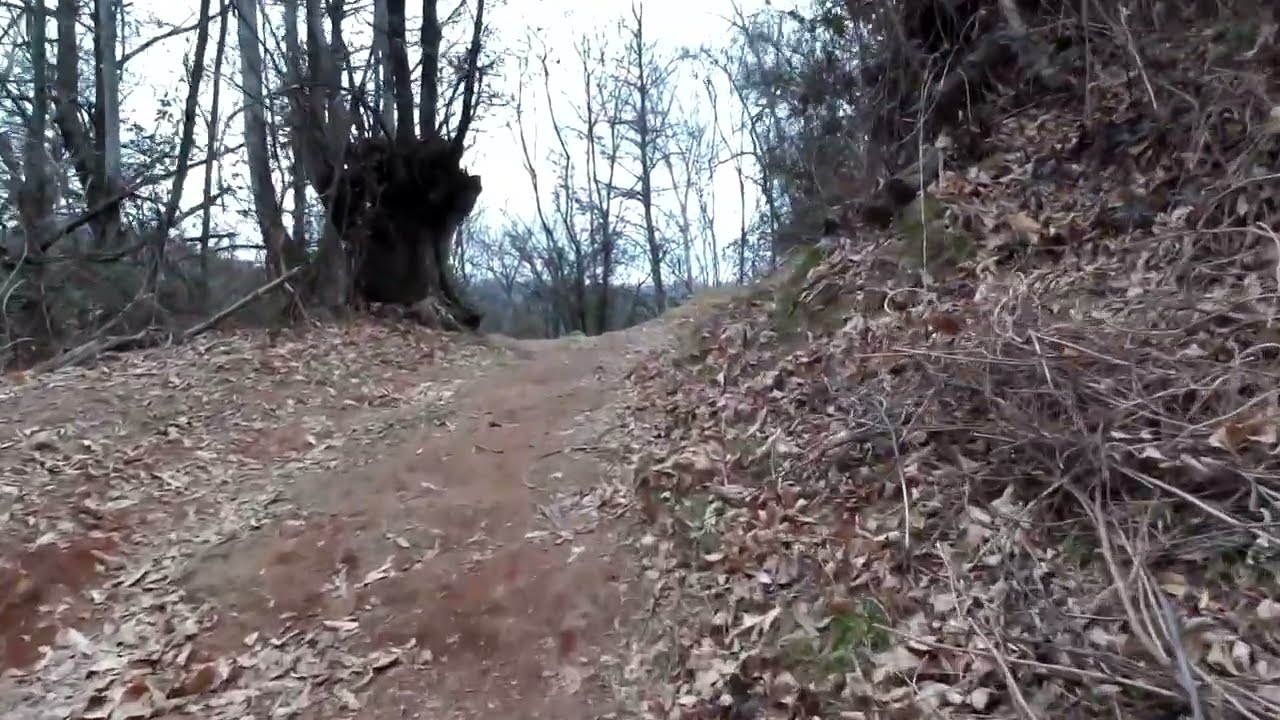 4K Walk surrounded by trees. 15 minutes.