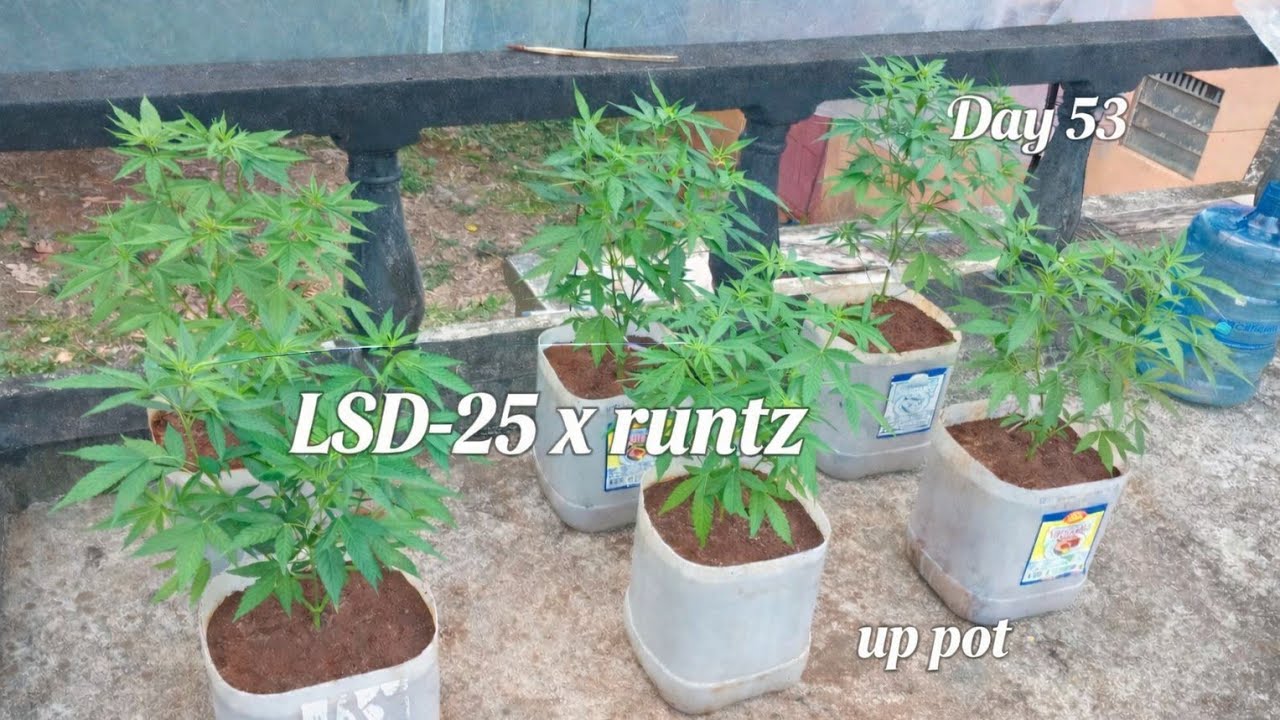 DAY 53| LSD-25 AUTO × RUNTZ | up pot to 5 gallons | pheno hunt .ep3