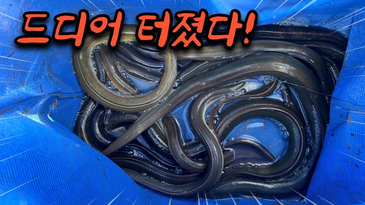 Дикий пресноводный угорь вырывается наружу!! Сколько это стоит??