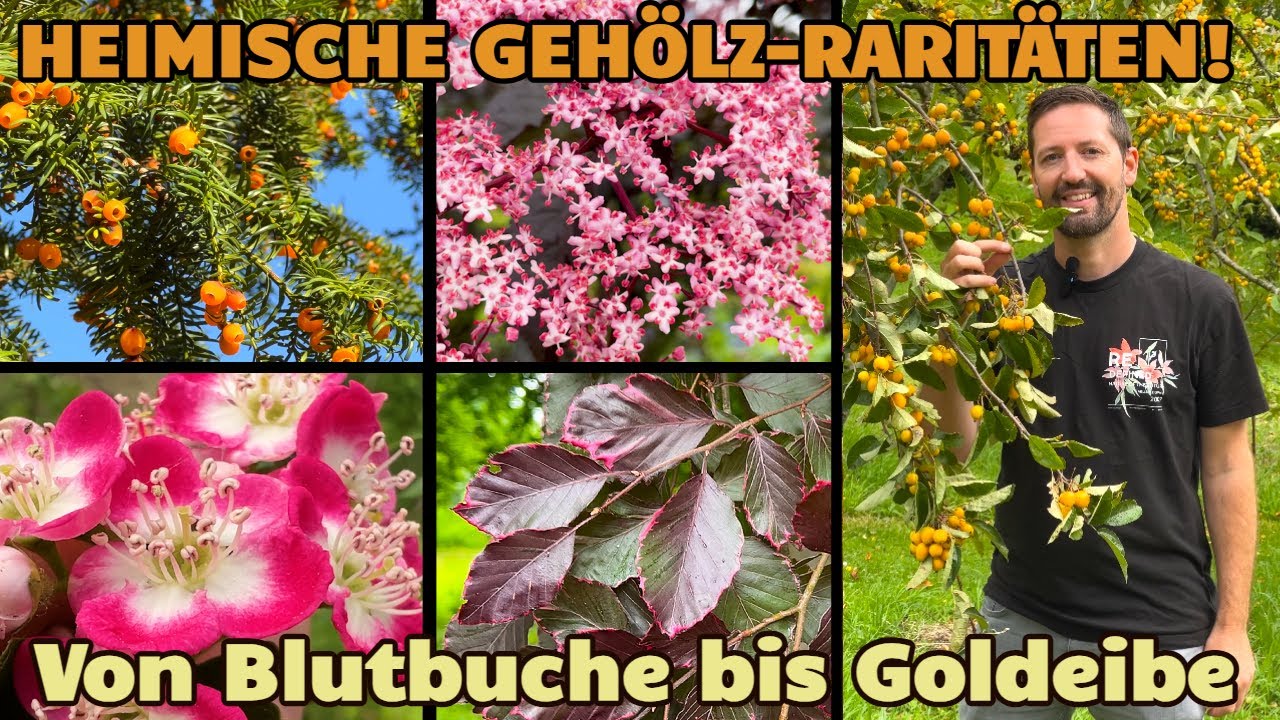 Heimische Rarit&auml;ten: B&auml;ume und Str&auml;ucher in besonderen Sorten von Blutbuche bis Goldfrucht-Eibe!
