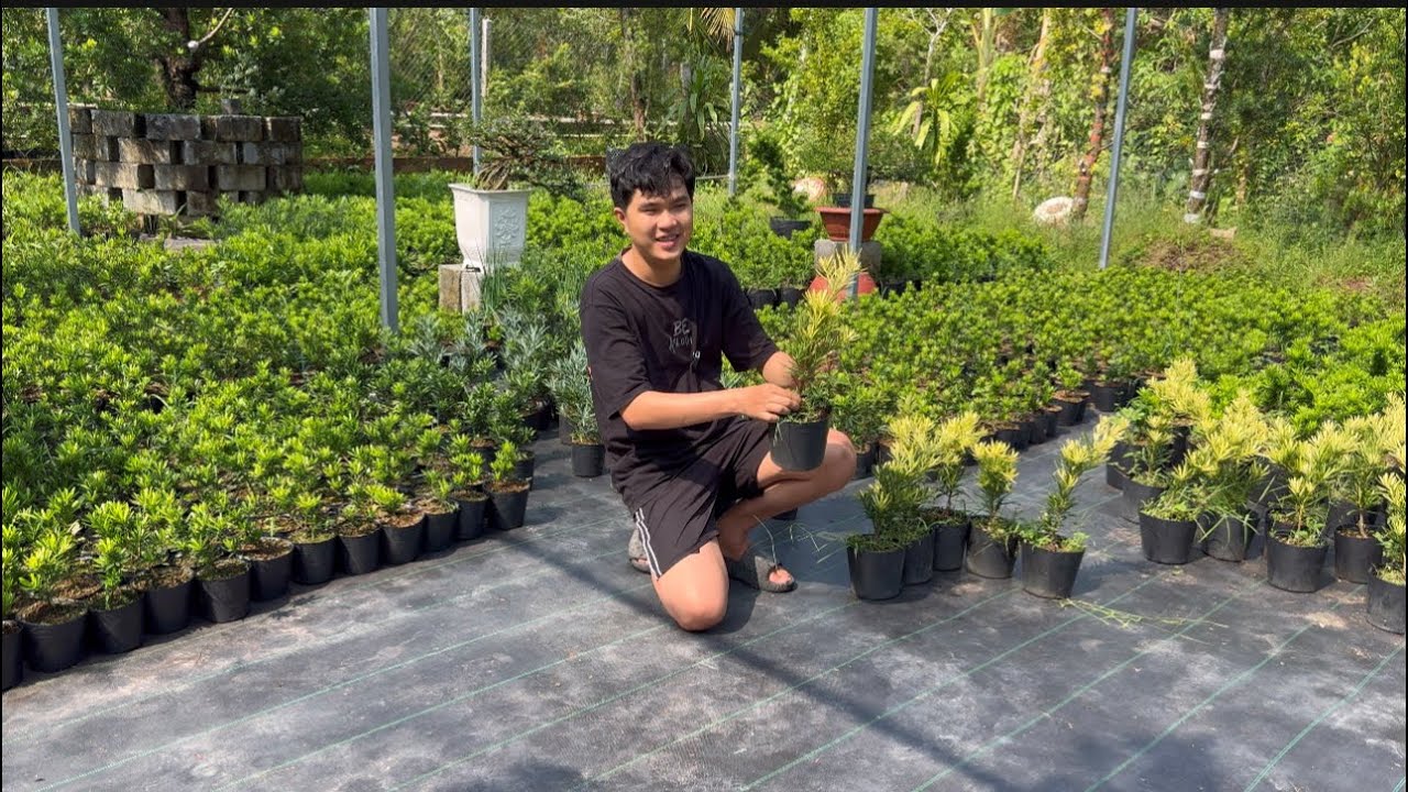 Tùng vài tài lộc tùng kim cương Khai trương mùng 6 cảm ơn bà con tin tưởng ủng hộ nhà vườn con nha