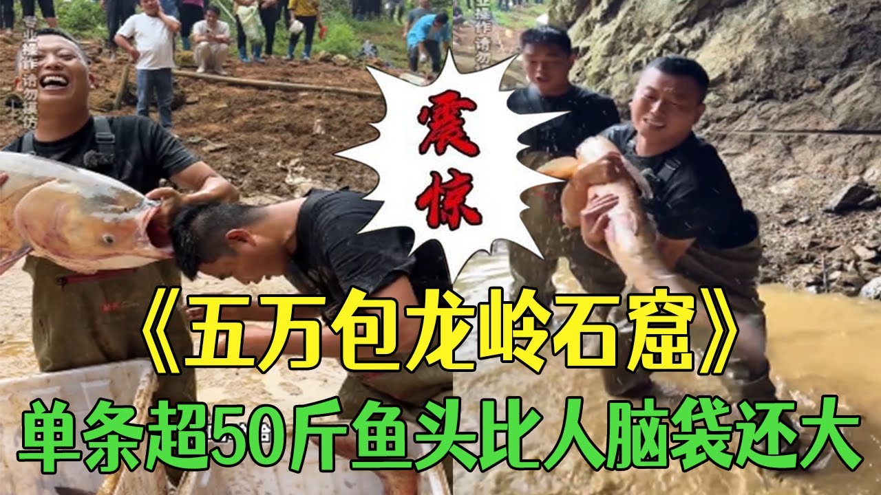 五萬包龍嶺石窟，單條超50斤，魚頭比人腦袋還大#小飛哥#三農 #戶外 #新農人計劃2026 #包塘