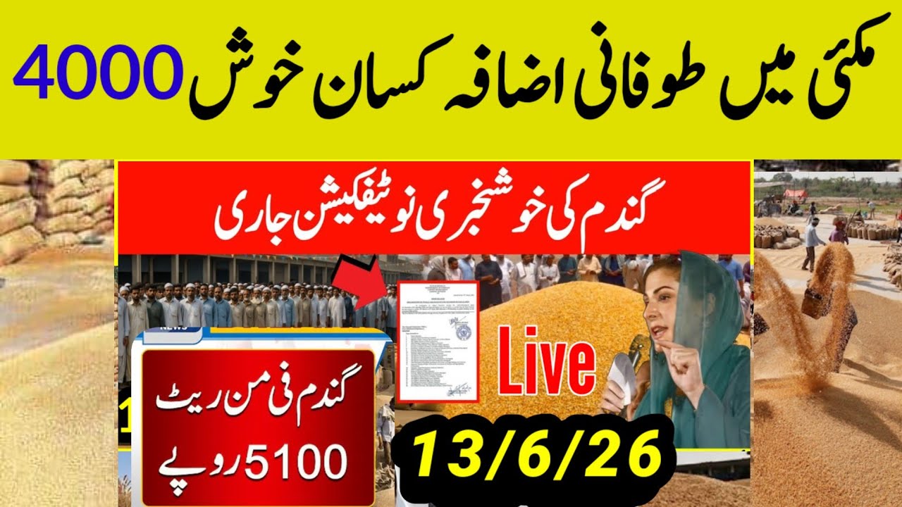 Today Wheat price in punjab/گندم کا ریٹ2026/munjimakki till sarso/Galla mandi rates today2026#gundam