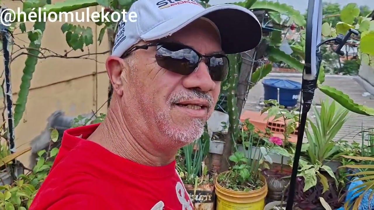 Colheita de couve manteiga e cebolinha e algo mais. @heliomulekote.