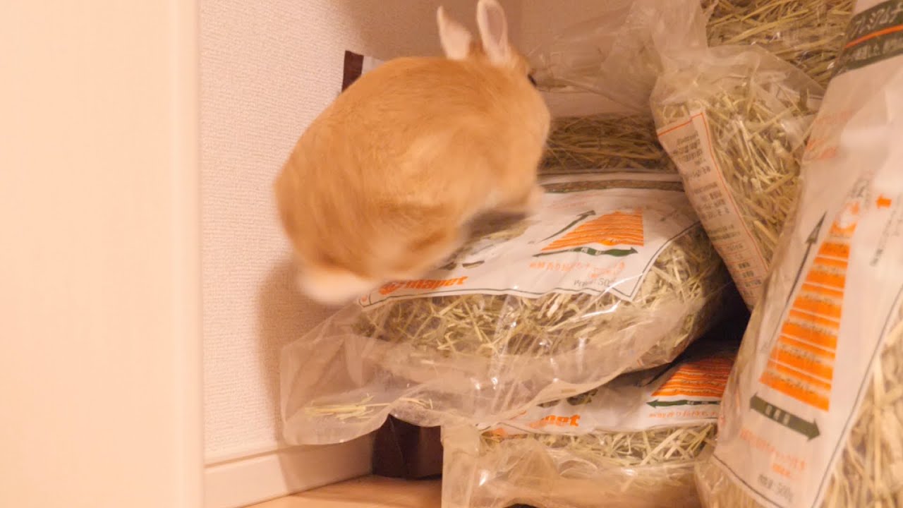 調子に乗って牧草の上に登ったウサギがこの後 滑って転んでしまいました【No.766】