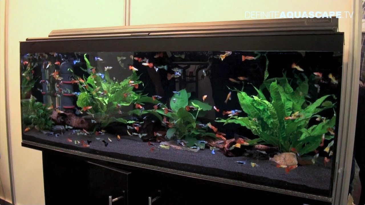 Aquarium ideas from InterZoo 2014 (pt.25) - Saigon Aquarium