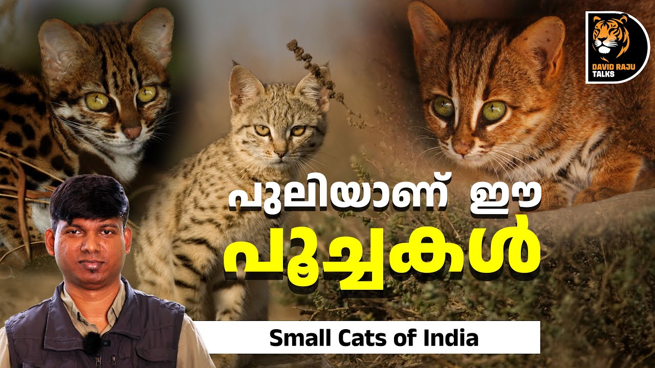 വെറും പൂച്ചയല്ല; ചെറിയൊരു പുലി തന്നെ! Small Cats of India #davidrajutalks #cats