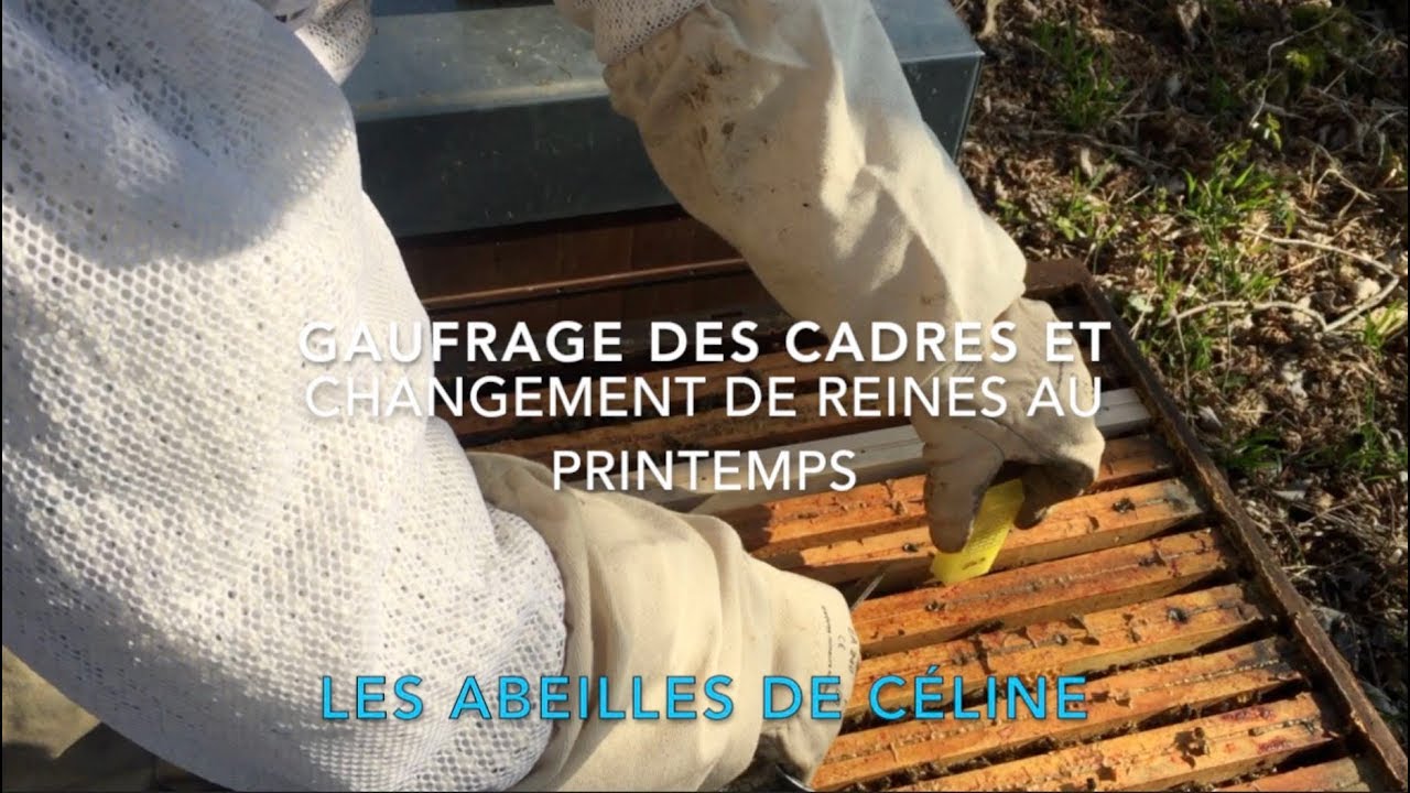 250319 Gaufrage des cadres et changement de reines au printemps