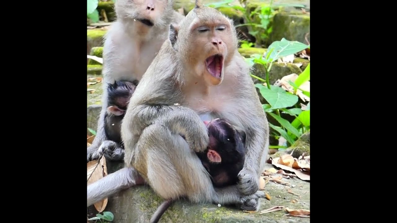 Nothing in the jungle feels safer than a mother’s warm embrace 🤱🐒💛 where two little